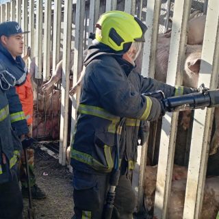 “Seres Libres” rescata a 55 cerditos tras volcadura de tráiler en el Circuito Exterior (VIDEO)