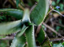 El áloe tiene propiedades antiiflamatorias y su capacidad de humectar la piel, su gel transparente es utilizado en productos del cuidado de la piel. EL INFORMADOR/ ARCHIVO