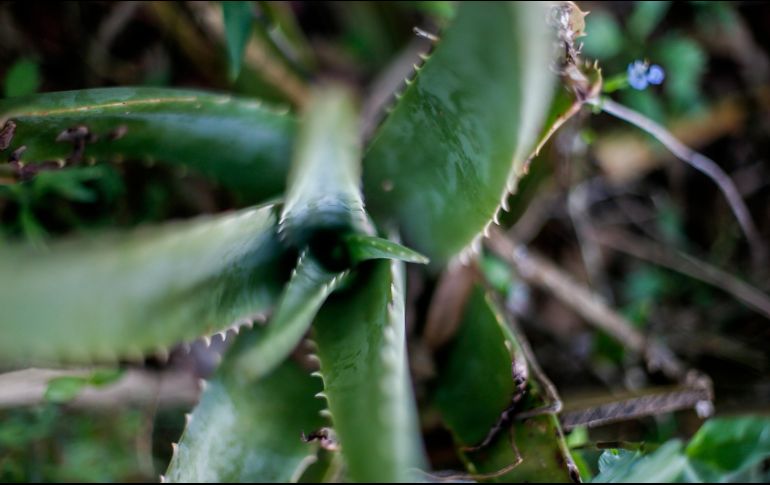 El áloe tiene propiedades antiiflamatorias y su capacidad de humectar la piel, su gel transparente es utilizado en productos del cuidado de la piel. EL INFORMADOR/ ARCHIVO