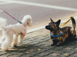 El plazo para hacer su registro es hasta el próximo miércoles 7 de febrero, a las 20:00 de la noche. UNSPLASH / B. KIM