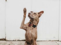 La relación de los perros y de los humanos es milenaria. ESPECIAL/ Foto de Camylla Battani en Unsplash