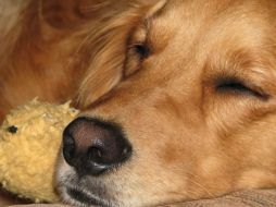 Un reciente estudio científico ha iluminado el fascinante universo de los sueños de los perros, a diferencia de la creencia común de que solo los humanos tienen sueños, los investigadores han encontrado pruebas sólidas de que los perros también tienen su propio mundo onírico. Pixabay