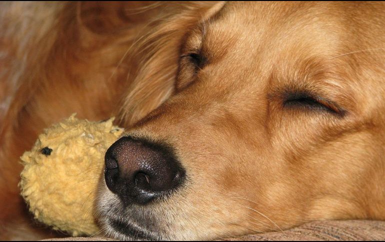 Un reciente estudio científico ha iluminado el fascinante universo de los sueños de los perros, a diferencia de la creencia común de que solo los humanos tienen sueños, los investigadores han encontrado pruebas sólidas de que los perros también tienen su propio mundo onírico. Pixabay