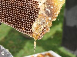 Personal especializado en el manejo de abejas, localizó en el interior de algunas de las cajas, aproximadamente 125 kilos de fentanilo. Pixabay.