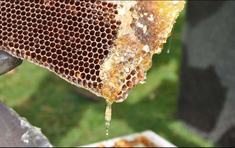 Personal especializado en el manejo de abejas, localizó en el interior de algunas de las cajas, aproximadamente 125 kilos de fentanilo. Pixabay.