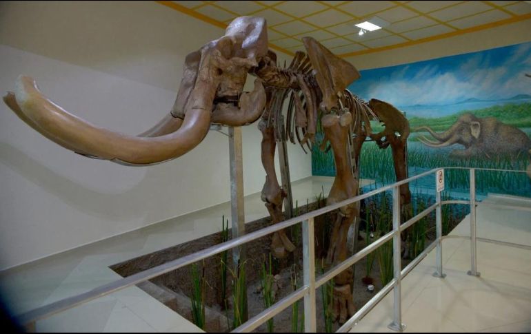 El Museo del Mamut se encuentra ubicado en la Casa de la Cultura de Tultepec, Estado de México. ESPECIAL