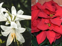 Revisa si tienes alguna de estas plantas, si es así, es mejor alejarla de tus mascotas. UNSPLASH / R.  Shrewsberry / S. Lazarenko