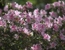 Cualquier planta tiene aspectos benéficos en el ambiente, por lo que si te decides por una solamente porque te gustó, esta sigue manteniendo su esencia vigorizante. EL INFORMADOR / ARCHIVO