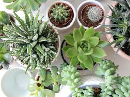 Las suculentas suelen estar entre las favoritas de los amantes de las plantas. ESPECIAL/ Foto de Angèle Kamp en Unsplash