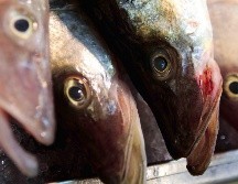 El consumo de carne en Cuaresma se sustituye por pescado, mariscos o pollo. SUN / ARCHIVO