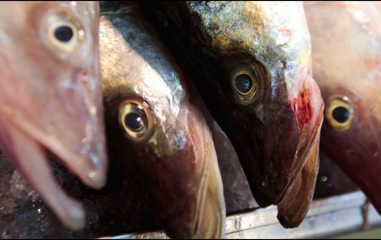 El consumo de carne en Cuaresma se sustituye por pescado, mariscos o pollo. SUN / ARCHIVO