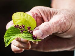 Esta enfermedad causa inflamación y dolor en una o varias articulaciones. UNSPLASH / J. Thomas