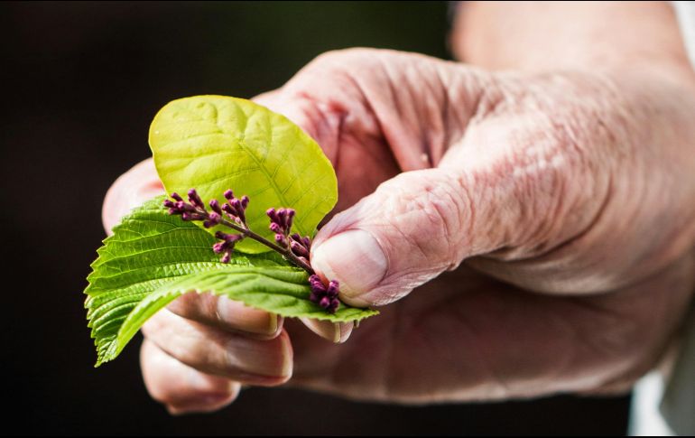 Esta enfermedad causa inflamación y dolor en una o varias articulaciones. UNSPLASH / J. Thomas