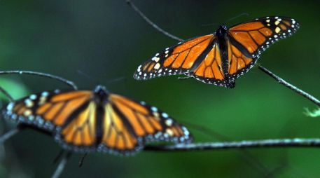 Los santuarios se encuentran en una área protegida denominada Reserva de la Biósfera de la Mariposa Monarca, en los estados de Michoacán y Estado de México. EFE / ARCHIVO