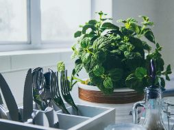 Hay un ingrediente que suele pasar por desapercibido, aunque es la que le da todo el sentido a los platillos, y estas son las plantas. ESPECIAL / Foto de Al Kawasa en Unsplash