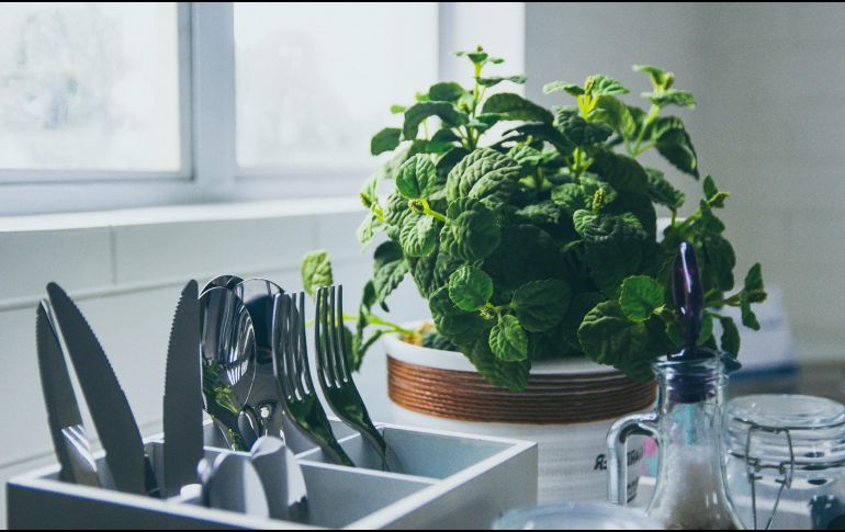 Hay un ingrediente que suele pasar por desapercibido, aunque es la que le da todo el sentido a los platillos, y estas son las plantas. ESPECIAL / Foto de Al Kawasa en Unsplash