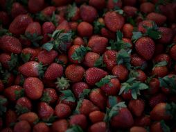 La fresa es una fruta con múltiples beneficios. EL INFORMADOR/ ARCHIVO
