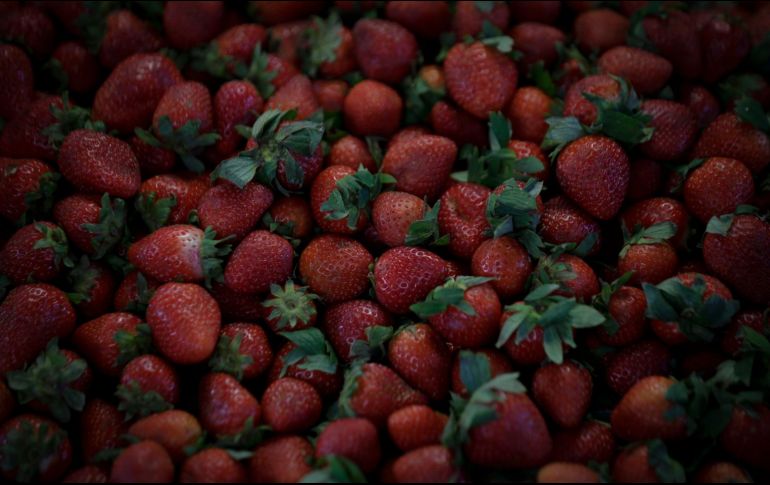La fresa es una fruta con múltiples beneficios. EL INFORMADOR/ ARCHIVO