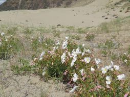 El deterioro del aroma debido a estos contaminantes hace que la visita de los polinizadores se reduzca en más de un 70 %, lo que debilita el proceso de fructificación de la planta. EFE / J. Chan / University of Washington