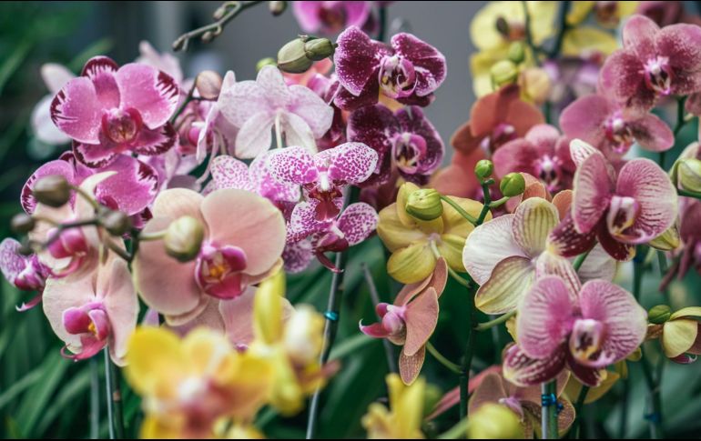 Las orquídeas han encantado a amantes de las flores durante siglos. Unsplash.