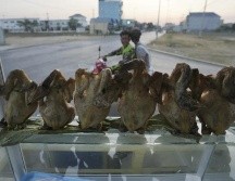 La gripe aviar normalmente se contagia entre aves y no era considerada una amenaza para los humanos hasta el brote estallado en 1997 en un mercado de pollos en Hong Kong. AP / H. Sinith