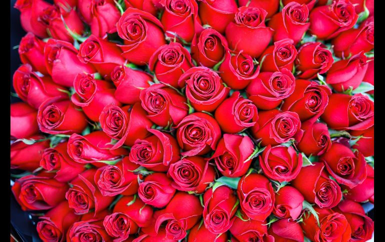 Un ramo de 24 rosas se vende entre los 300 y 400 pesos, en el mercado de las flores de la colonia Mezquitán de Guadalajara. EL INFORMADOR/Arturo Navarro.