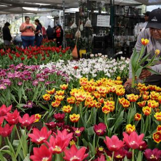 Este pueblo mexicano cultiva 200 mil macetas de tulipanes para el Día del Amor