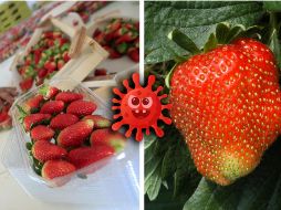Las instituciones de salud indican que es necesario aplicar jabón y realizar un tallado ligero a las fresas, sin retirar el tallo. AFP / AP / ARCHIVO