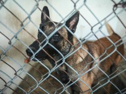 En tanto que la mascota fue rescatada seis horas después por elementos de la Dirección General de Brigada y Vigilancia Animal, adscrita a la SSC. EL INFORMADOR/ ARCHIVO.