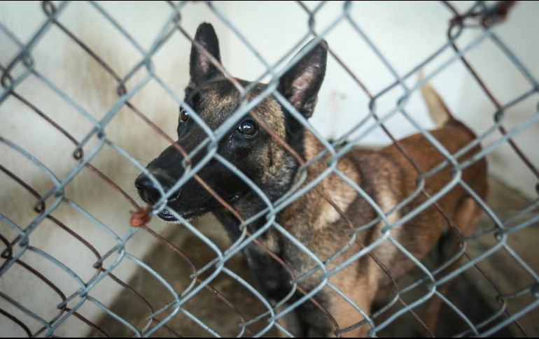 En tanto que la mascota fue rescatada seis horas después por elementos de la Dirección General de Brigada y Vigilancia Animal, adscrita a la SSC. EL INFORMADOR/ ARCHIVO.