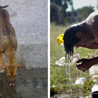¿Qué enfermedad provoca la bacteria burkholderia?