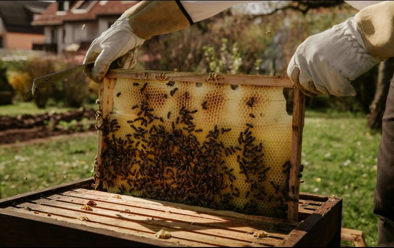 Te enfundarás en un traje de apicultor y visitarás la colmena para ver de cerca cómo trabajan. UNSPLASH /  B. Ackermann
