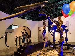 El Muse de Paleontología de Guadalajara está de fiesta. El pasado 14 de febrero cumplió 24 años. EL INFORMADOR / ARCHIVO