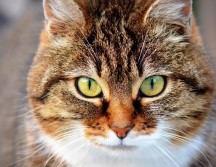 Con más de 200 mil seguidores, el tiktoker Ben (de la cuenta @ben.the.vet) ha dado a conocer el polémico video donde afirma cuáles son las 4 razas de animales felinos que él jamás tendría.PIXABAY/archivo 