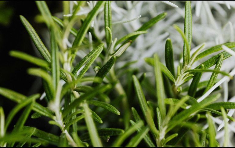 El romero es un gran hierba para cocinar, sin embargo, si la utilizas como aceite o como té, puedes obtener grandes beneficios. ESPECIAL / PEXELS