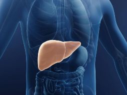 El hígado es fundamental para la salud de nuestro organismo. ESPECIAL