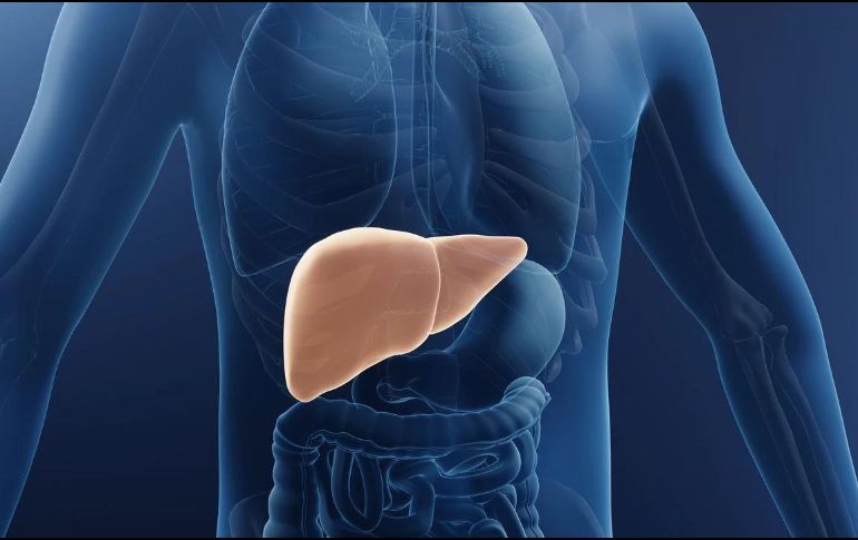 El hígado es fundamental para la salud de nuestro organismo. ESPECIAL