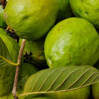 ¿Quieres adelgazar? Utiliza este efectivo té de hojas de guayaba