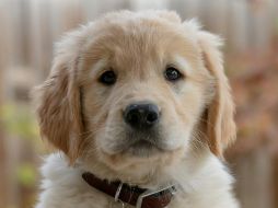 Los perros destacan como compañeros fieles y adorables que alegran nuestras vidas con su lealtad y cariño incondicional. Unsplash.