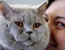 No contar con un esquema continuo de vacunación y desparasitación podría afectar seriamente la vida de nuestros gatos. AP / ARCHIVO