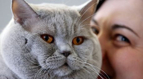No contar con un esquema continuo de vacunación y desparasitación podría afectar seriamente la vida de nuestros gatos. AP / ARCHIVO