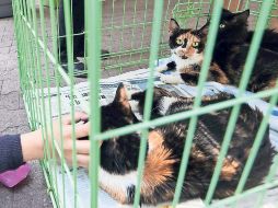 Los gatos producen grandes cambios en los ecosistemas. Controlan plagas, pero producen extinciones. SUN / ARCHIVO