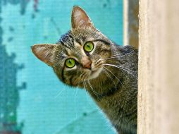 Estos gatos son ideales para un hogar. UNSPLASH / B. Farca