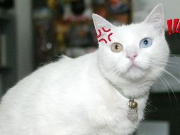 Los gatos pueden estresarse por muchas razones, pero no debería de ser un problema grave. EL INFORMADOR / ARCHIVO