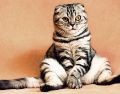 El gato es el único animal que cuanta con tres días de celebración. Pixabay