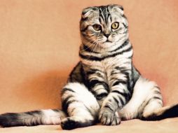 El gato es el único animal que cuanta con tres días de celebración. Pixabay