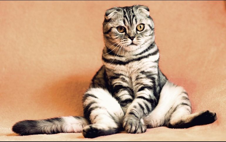 El gato es el único animal que cuanta con tres días de celebración. Pixabay