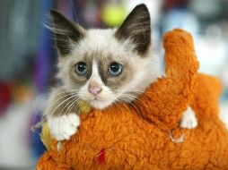 Los michis que han tenido una socialización positiva con los humanos casi desde su nacimiento, suelen ser más receptivos a los abrazos. EL INFORMADOR/ ARCHIVO.