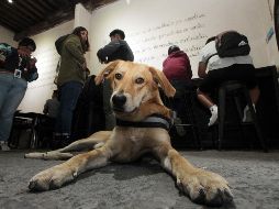 Los perros son una de las criaturas caninas más inteligentes y adaptables a la vida del ser humano, no es de sorpresa que muchas veces quisiéramos entender su lenguaje y su manera de expresarse cuando hacen gestos tan particulares.SUN/archivo