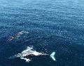 El cadáver de un cachalote que medía unos 14 metros y pesaba entre 25 y 30 toneladas fue encontrado este lunes en la bahía de Osaka. EFE/ ARCHIVO.